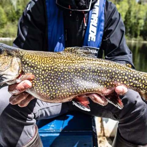 Brook trout caught at the outfitter at Pourvoirie Michel St-Louis, Laurentides, Quebec