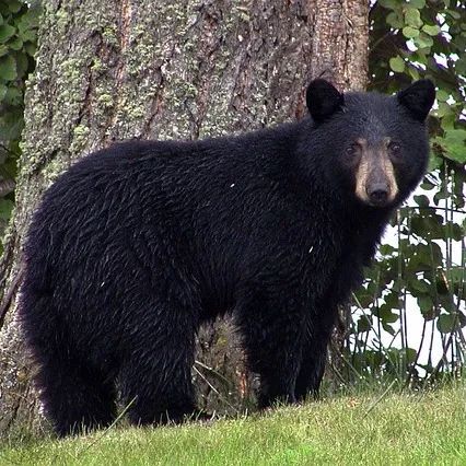 CHALET L'OURS – CHALET L'OURS