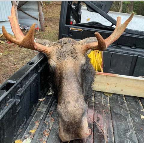 Récolte d'orignal par le chasseur Gabriel Larocque chez Pourvoirie Rudy, Laurentides, Québec