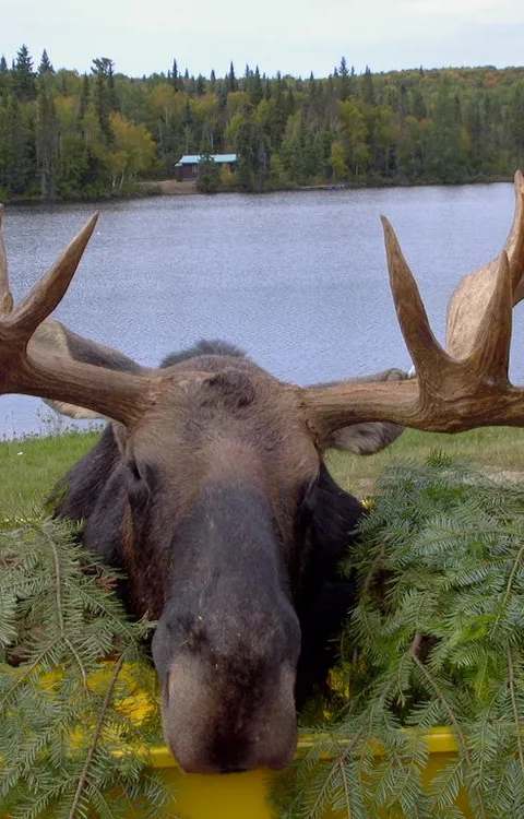 Moose hunting at the outfitter at Pourvoirie Scott, Laurentides, Quebec
