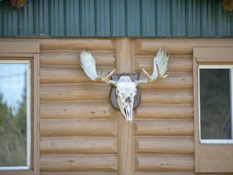 A moose antler is mounted on the log exterior wall of the cabin.