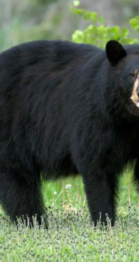 Chasse à l'ours noir à la pourvoirie chez Pourvoirie Tisonagan, Outaouais, Québec