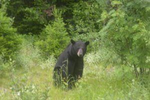 Black Bear – Black Bear