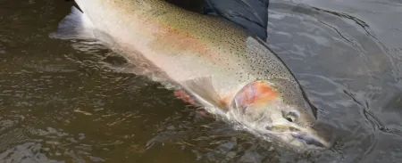 Cabin Skeena River Lodge — Nass River Lodge – Nass River Lodge