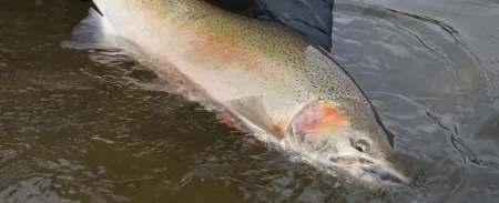 Skeena River Lodge – Nass River Lodge