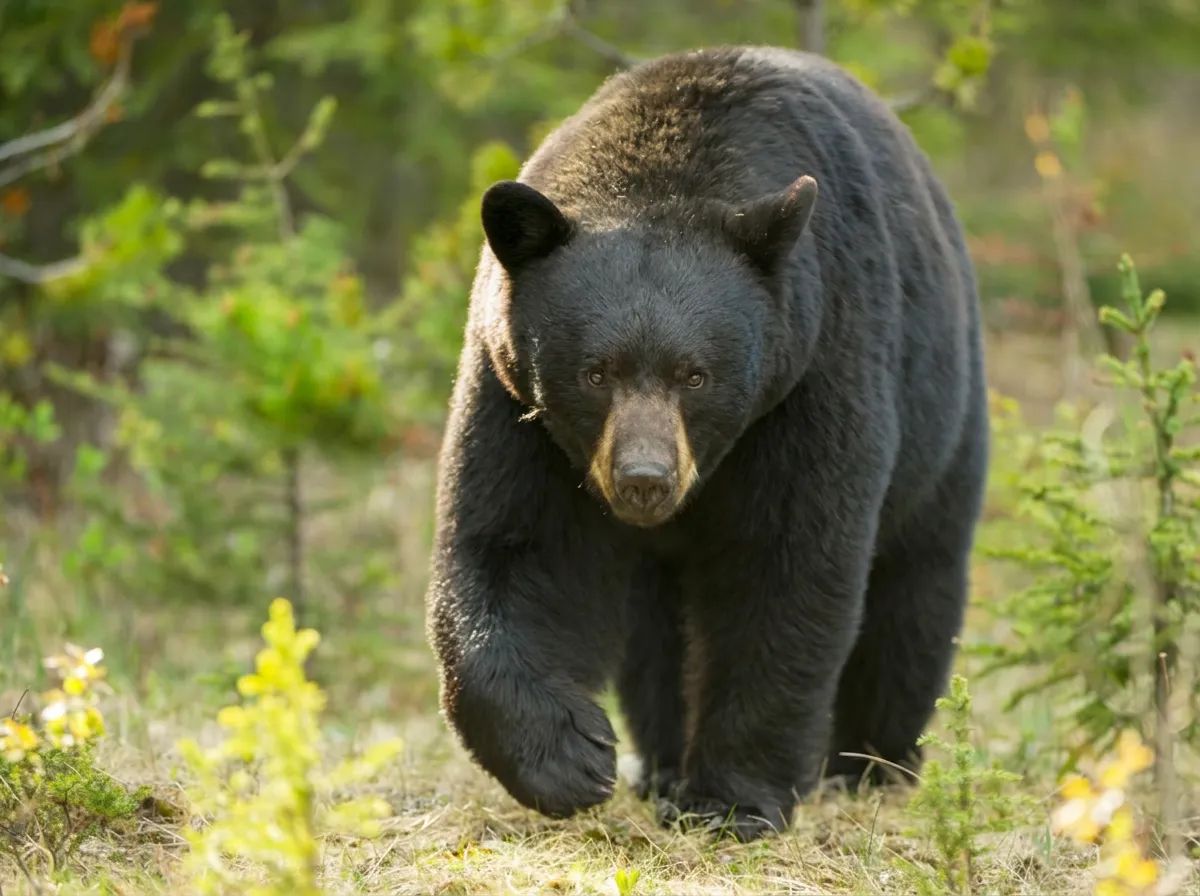 Photo of Double Diamond Wilderness Hunts Ltd. in Central Alberta, AB