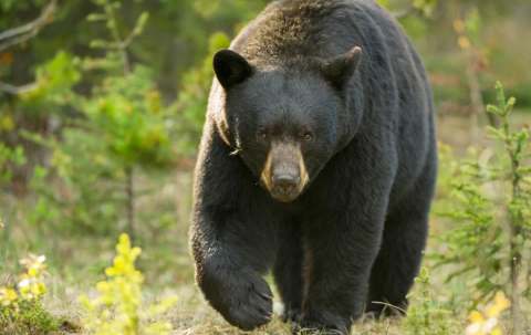 Photo of Double Diamond Wilderness Hunts Ltd. in Central Alberta, AB