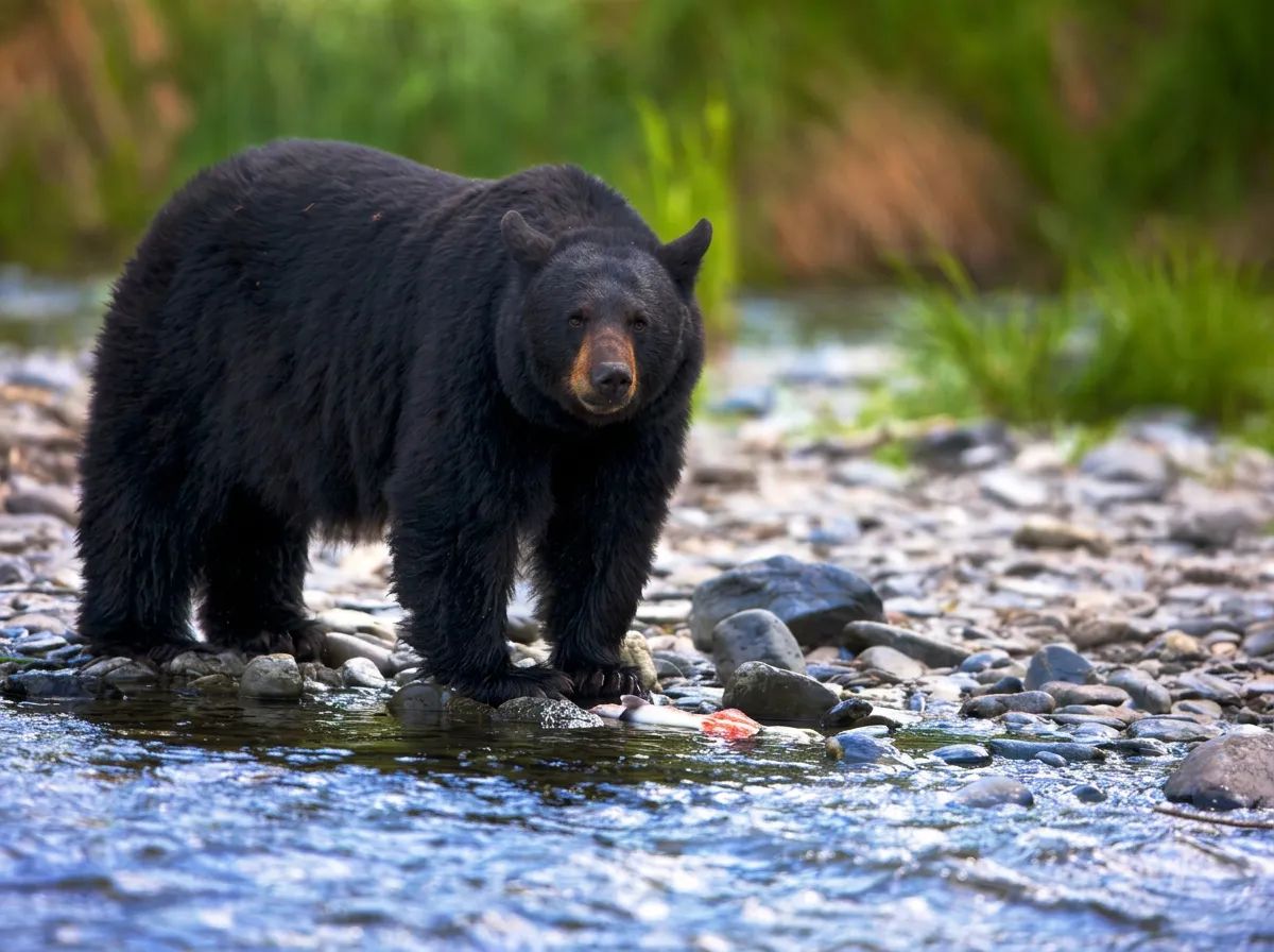 Photo of Dale McKinnon AB Guide & Outfitter Ltd. in Central Alberta, AB