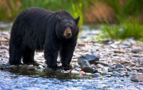 Photo of Dale McKinnon AB Guide & Outfitter Ltd. in Central Alberta, AB