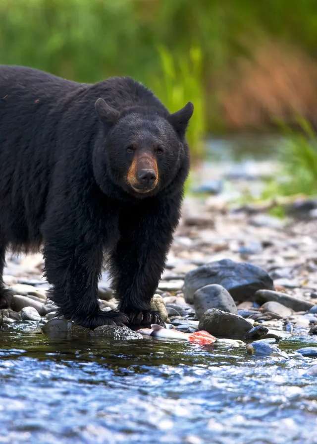 Photo of Dale McKinnon AB Guide & Outfitter Ltd. in Central Alberta, AB