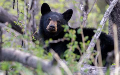 Photo of Alberta Apex Outfitters Inc. in Wood Buffalo, AB