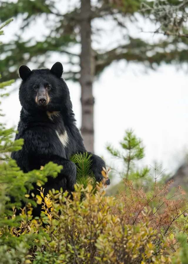 Photo de Alberta Bear Busters Ltd. dans la Région d'Edmonton, Ab