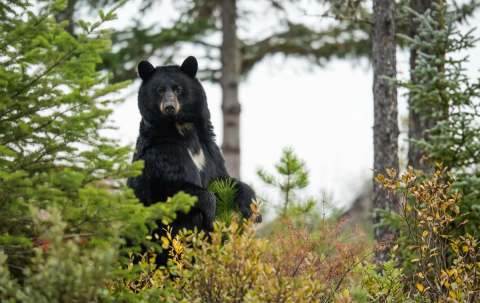 Photo of Alberta Bear Busters Ltd. in Edmonton Region, AB