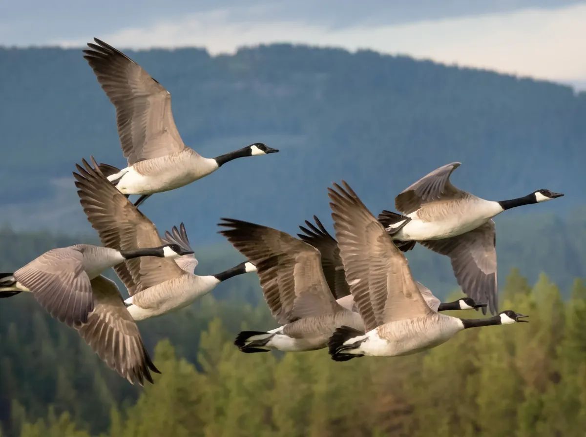 Photo of Alberta Goose Outfitters in Edmonton Region, AB