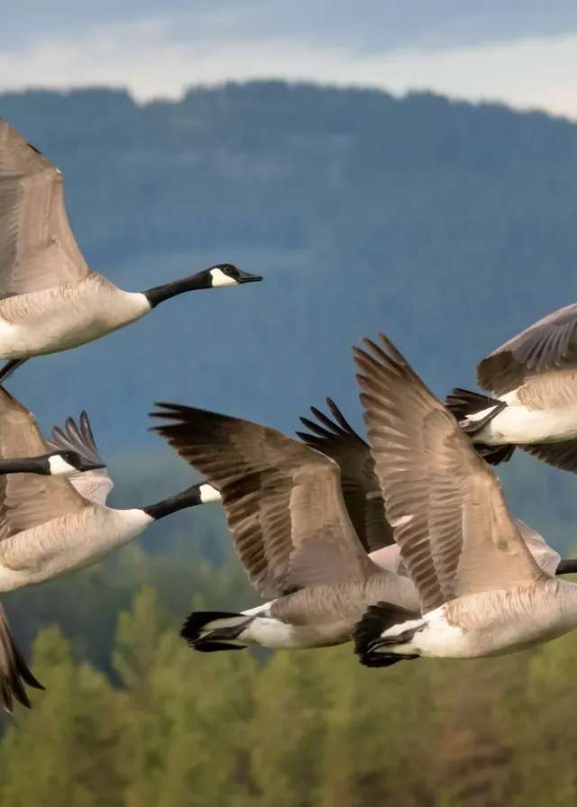 Photo of Alberta Goose Outfitters in Edmonton Region, AB