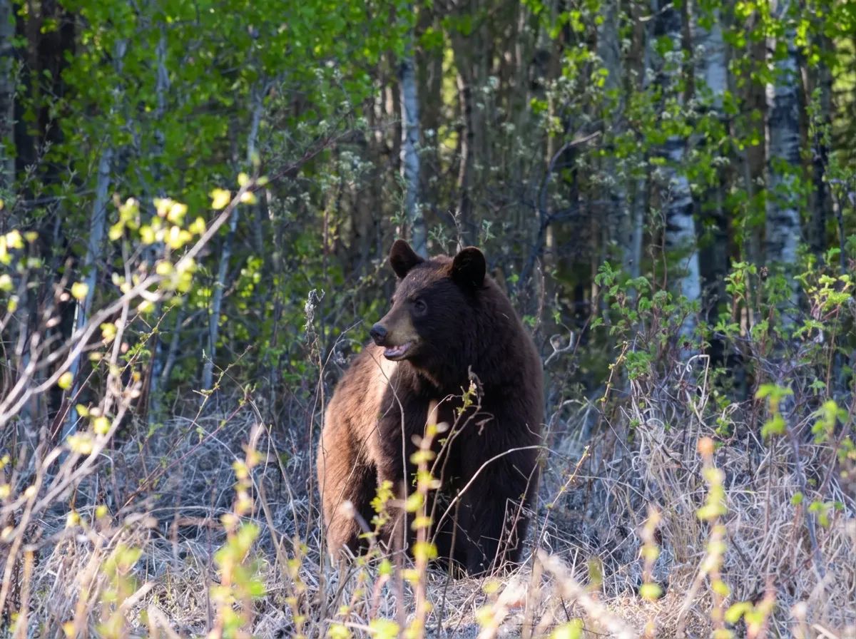 Photo of Alberta Hunting Company in Edmonton Region, AB