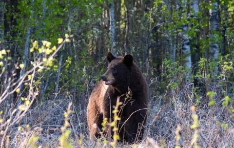 Photo of Alberta Hunting Company in Edmonton Region, AB