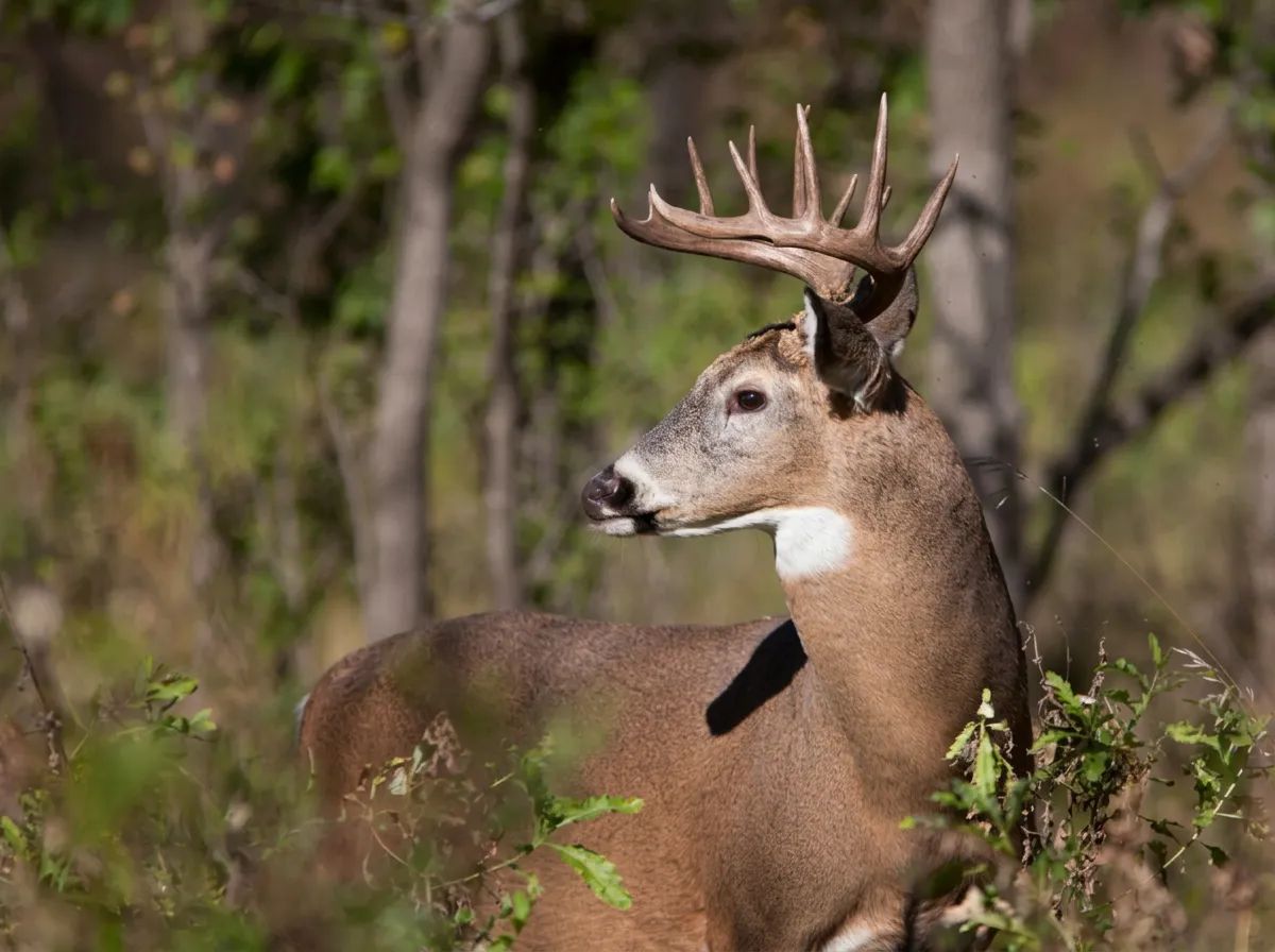 Photo of Alberta Whitetails in Edmonton Region, AB