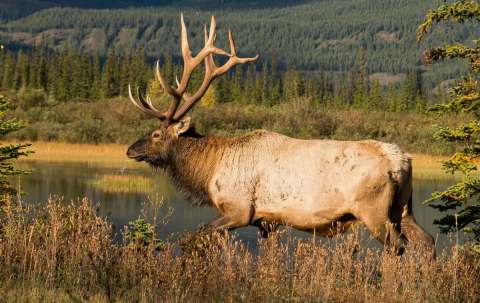 Photo of Alpine Outfitters in Peace Country, AB