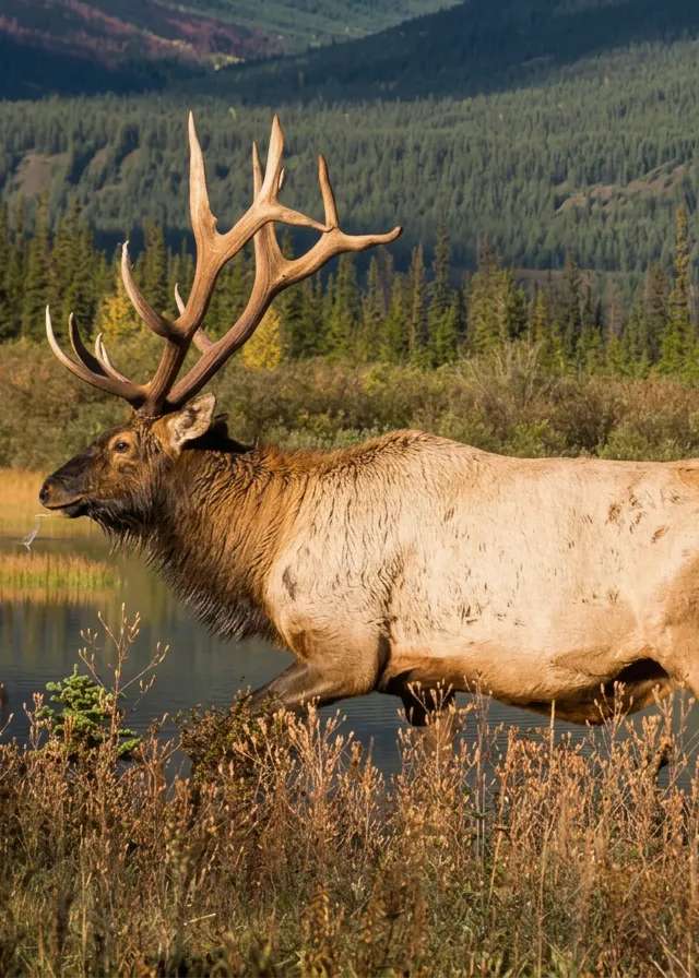 Photo de Alpine Outfitters dans la Région de la Peace, Ab