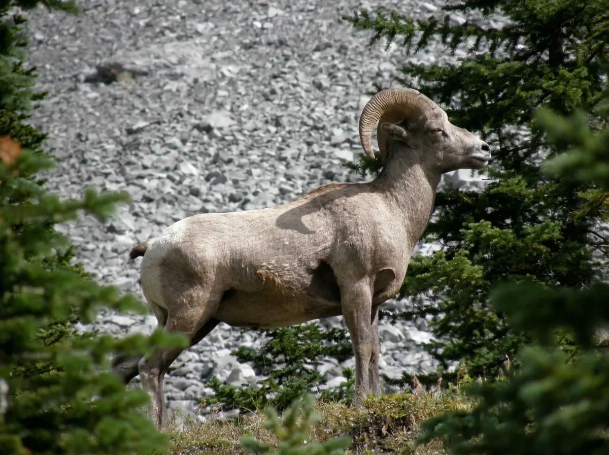 Photo of Alstott Outfitters in Central Alberta, AB