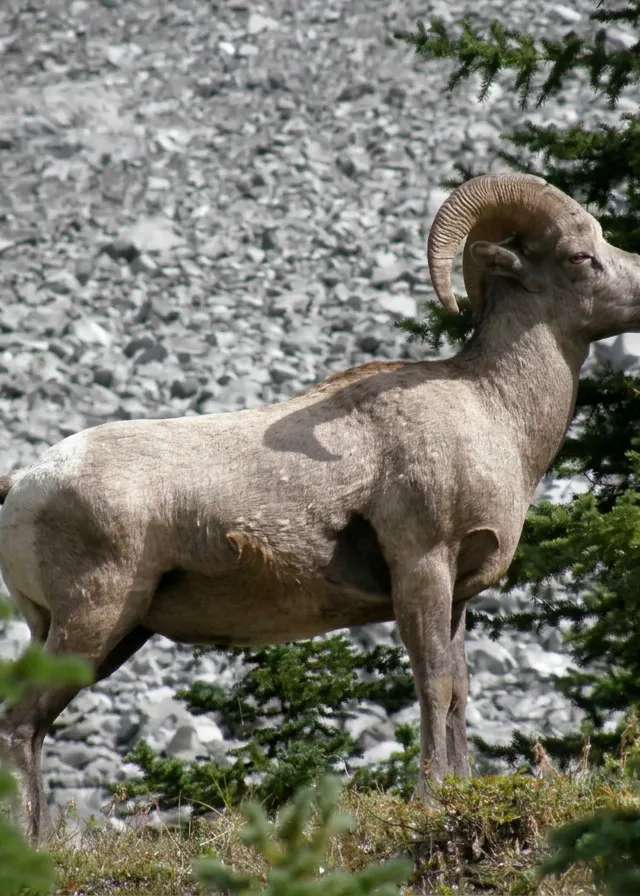 Photo de Alstott Outfitters au Centre de l'Alberta, Ab