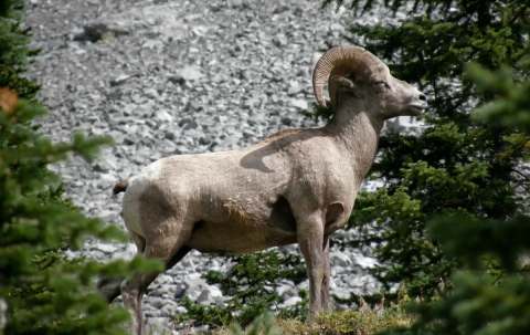 Photo of Alstott Outfitters in Central Alberta, AB