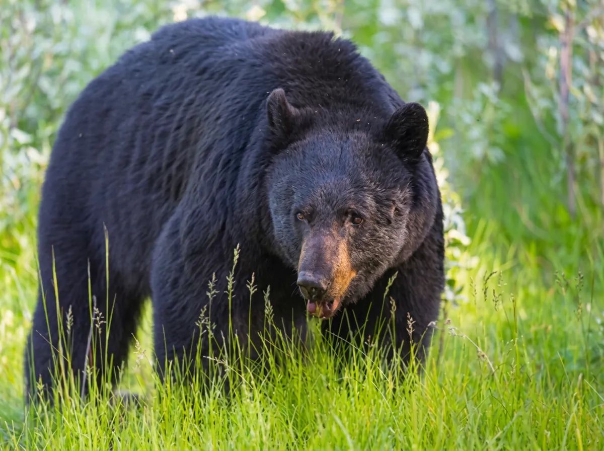 Photo of Bear Canyon Outfitters in Peace Country, AB