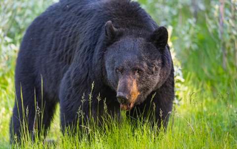 Photo of Bear Canyon Outfitters in Peace Country, AB