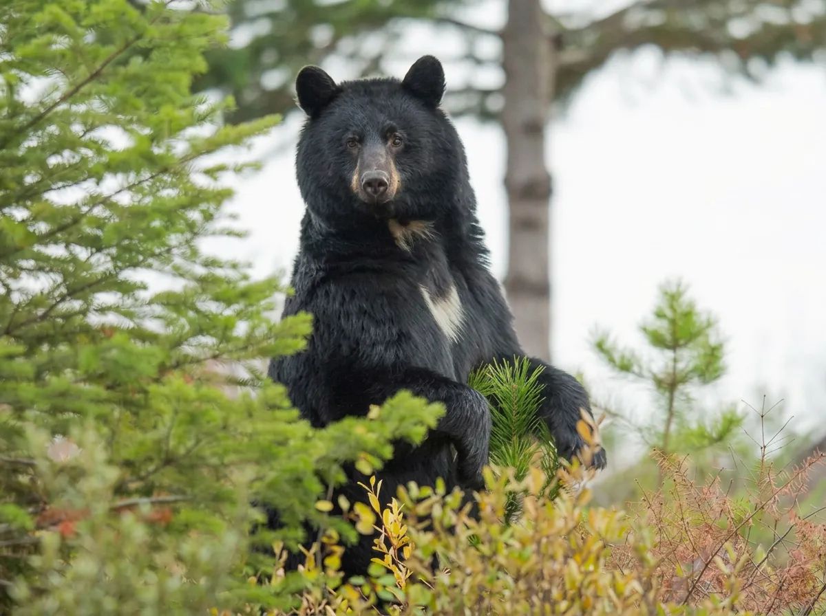 Photo of Bear Creek Outfitters in Edmonton Region, AB