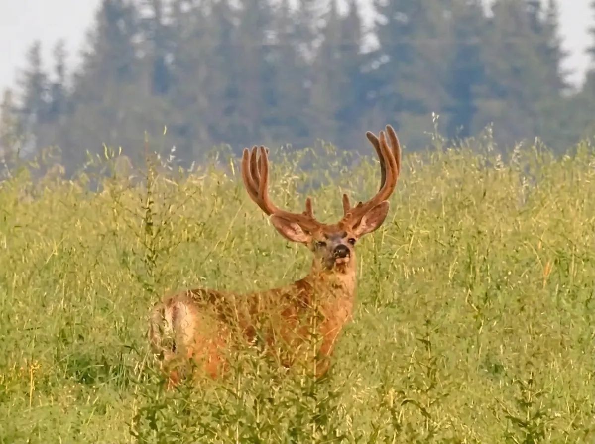 Photo of Big Tine Adventures in Peace Country, AB