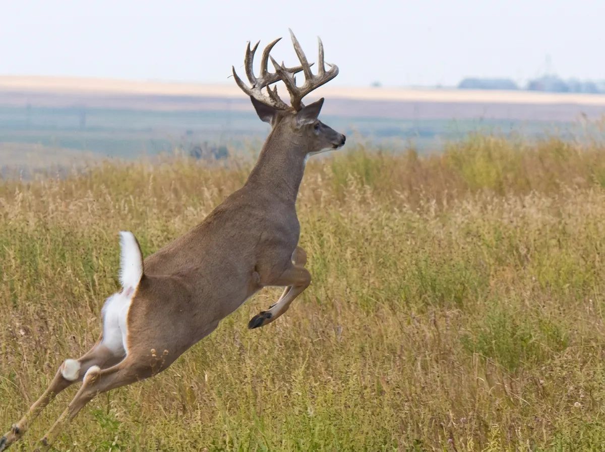 Photo de Birch Creek Outfitters en Alberta