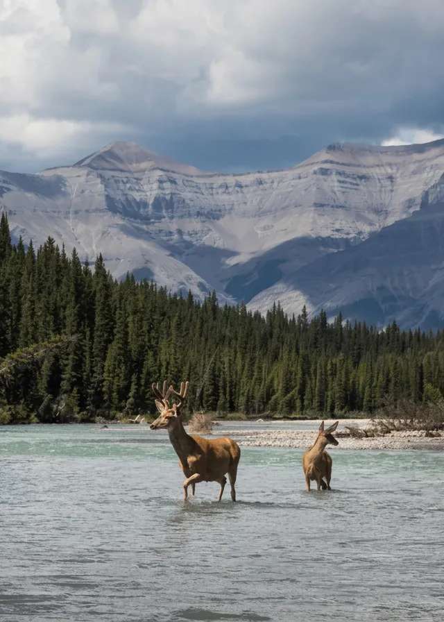 Photo of BK Outfitters in Peace Country, AB