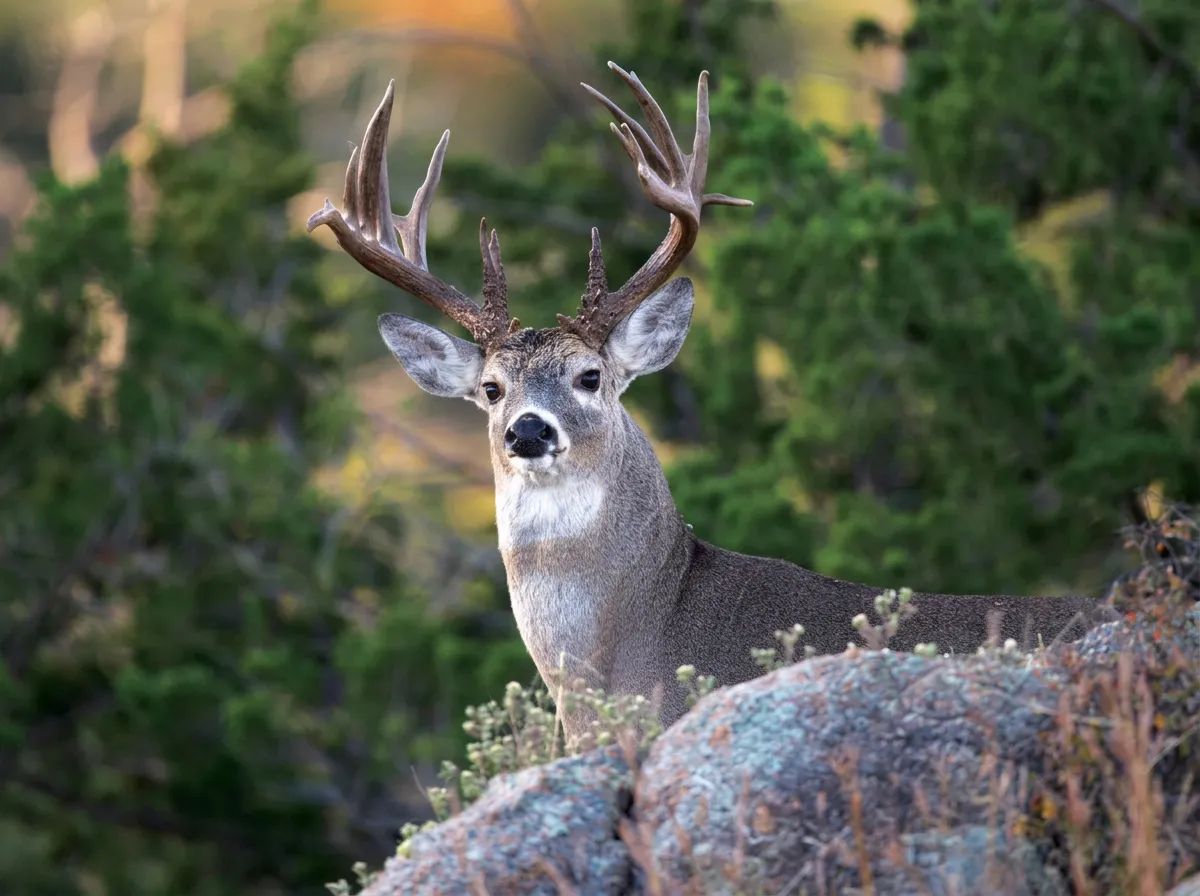 Photo of Blue Buck Guiding & Outfitting in Battle River Country, AB