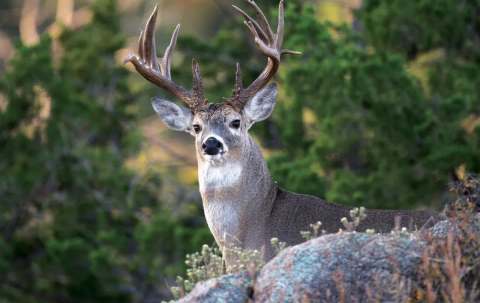 Photo of Blue Buck Guiding & Outfitting in Battle River Country, AB