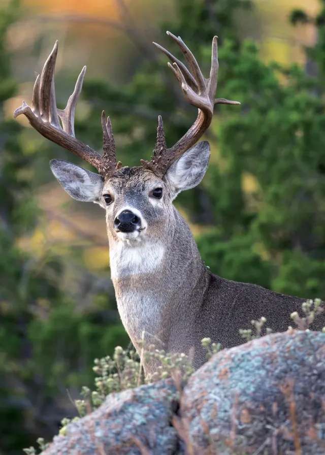 Photo of Blue Buck Guiding & Outfitting in Battle River Country, AB