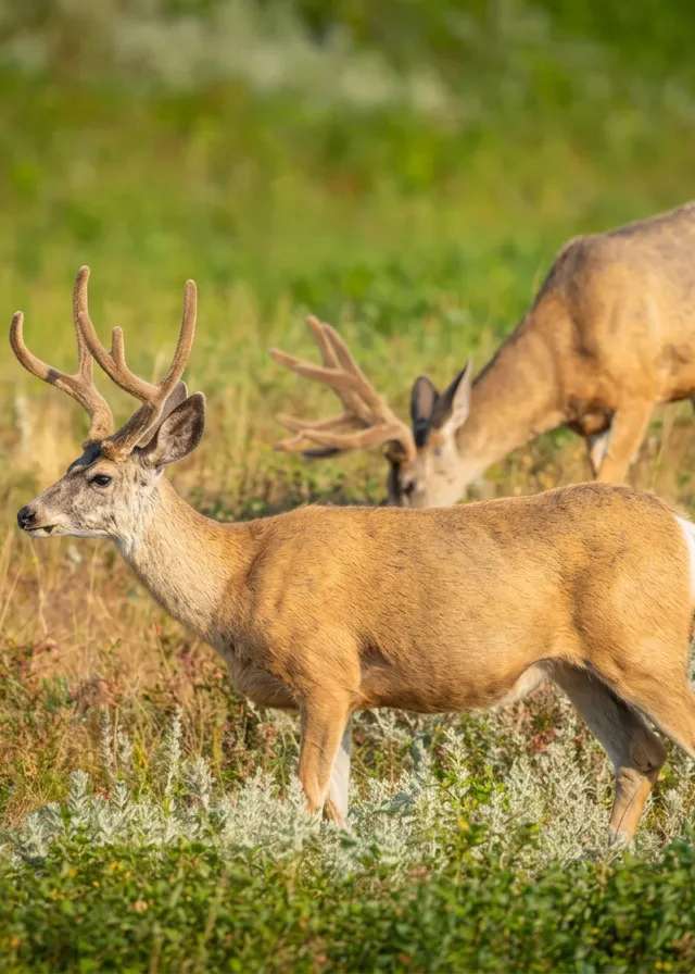 Photo of Buck Fever Outfitters in Alberta
