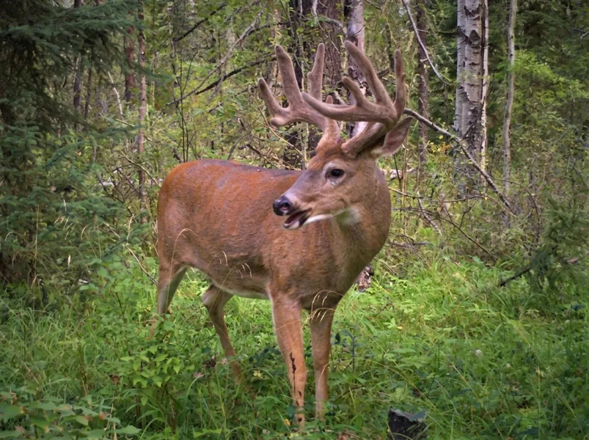 Photo of Buck Mountain Outfitters (2021) Ltd. in Central Alberta, AB