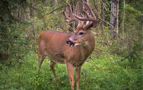 Photo of Buck Mountain Outfitters (2021) Ltd. in Central Alberta, AB