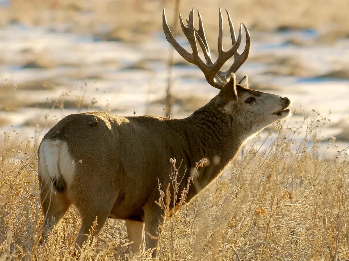 Photo de Buckbrush Outfitters dans la Région d'Edmonton, Ab