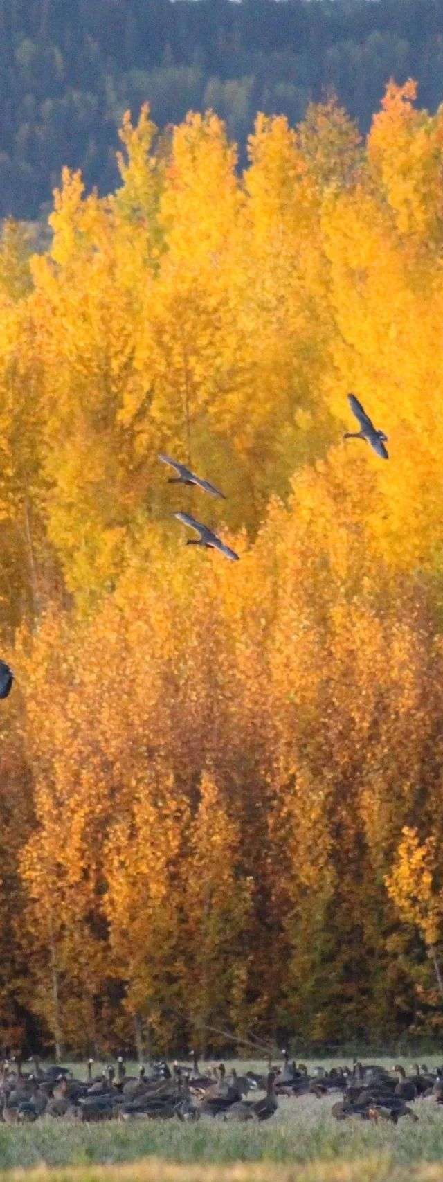 Photo de Buckstop Guiding & Outfitting dans la Région d'Edmonton, Ab