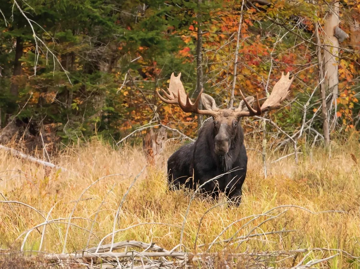 Photo de Buffalo Hill Outfitters Inc. dans la Région d'Edmonton, Ab