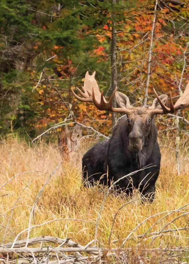 Photo of Buffalo Hill Outfitters Inc. in Edmonton Region, AB