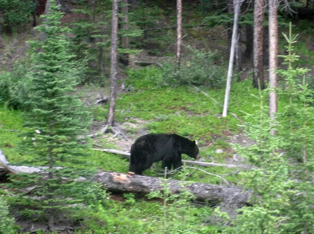 Photo of Burnt Lake Outfitters in Edmonton Region, AB