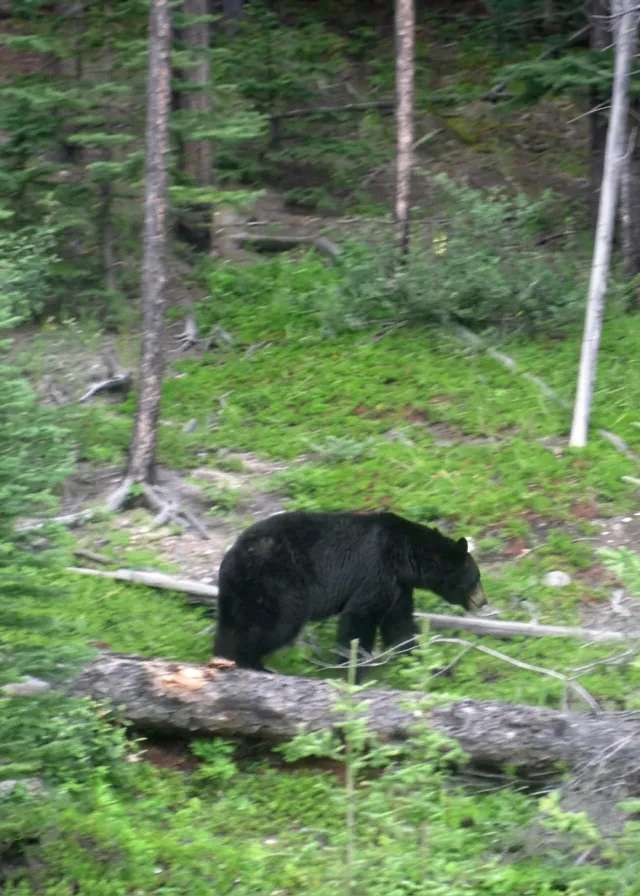 Photo de Burnt Lake Outfitters dans la Région d'Edmonton, Ab
