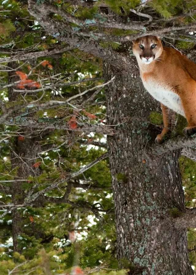 Photo of Cat Country Outfitters in South Saskatchewan River Valley, AB