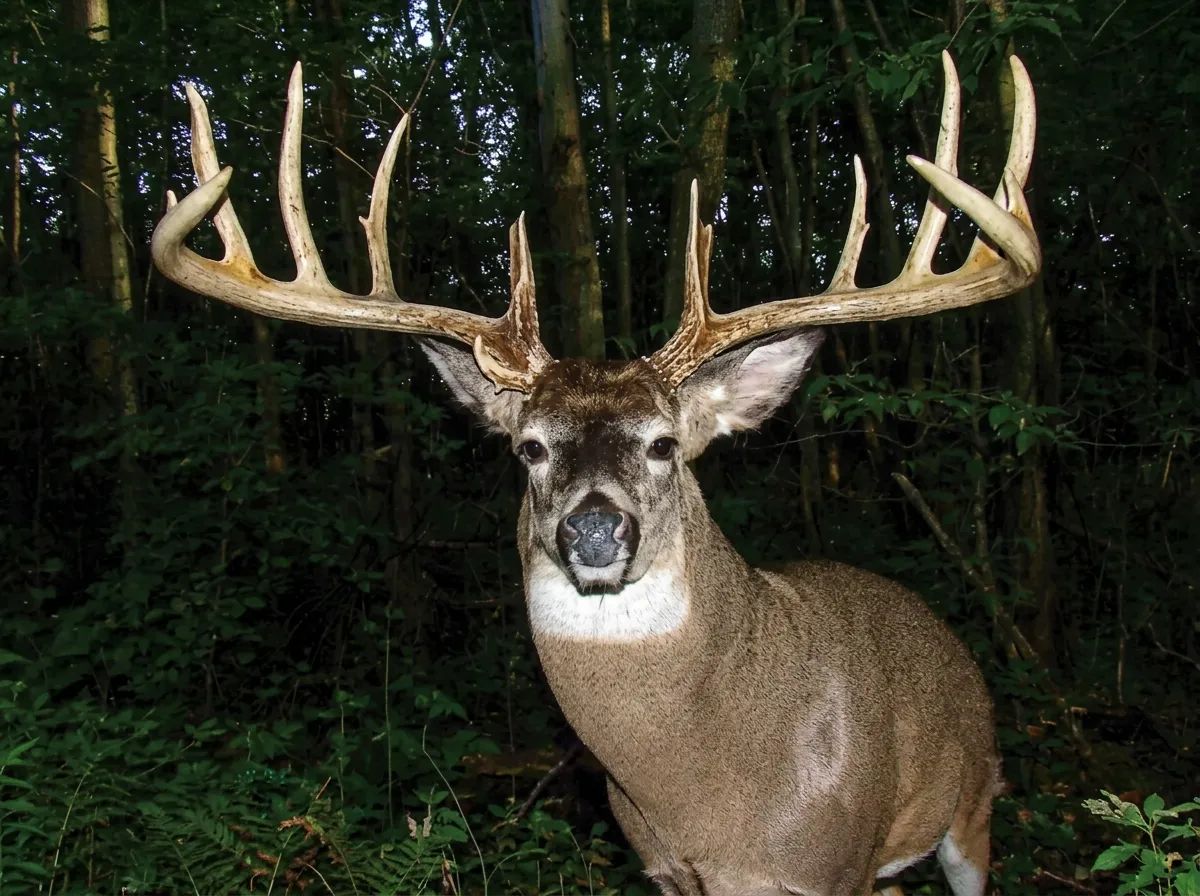 Photo of Diamond Willow Trophy Hunts in Central Alberta, AB