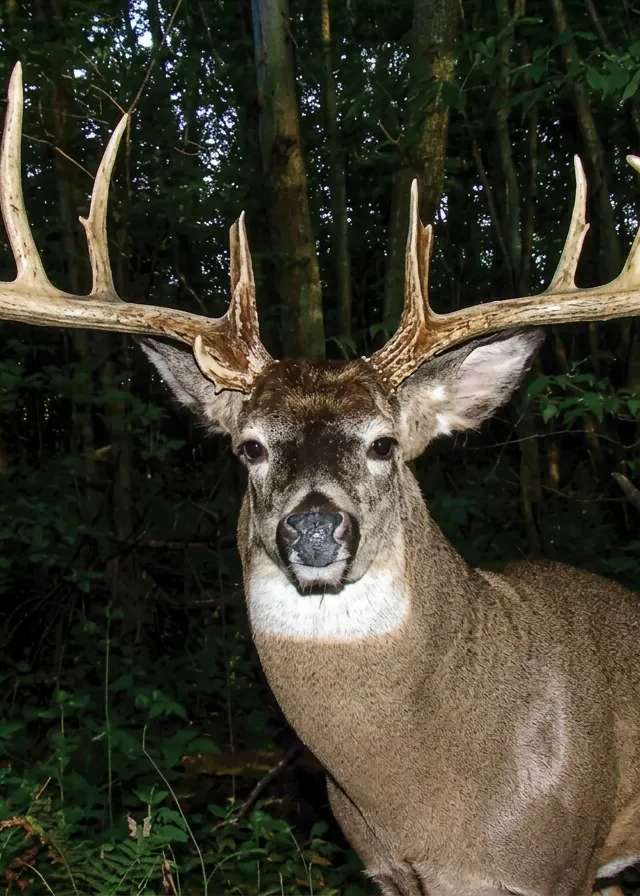 Photo de Diamond Willow Trophy Hunts au Centre de l'Alberta, Ab