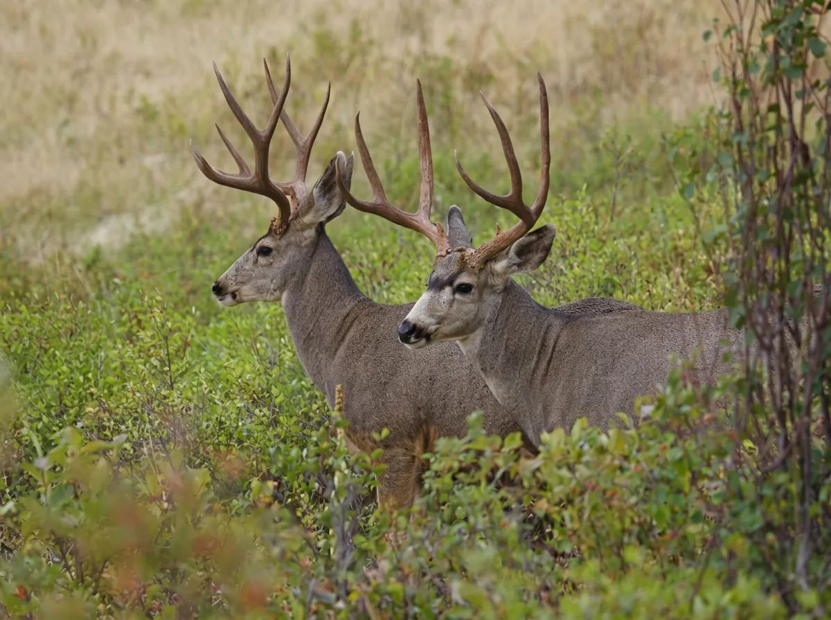 Photo of Dickson Guiding Ltd. in Central Alberta, AB