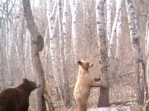 Chalets en bois rond Big Grass – Chalets en bois rond Big Grass